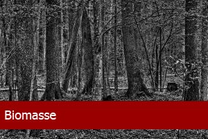 Biomasse